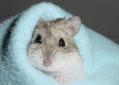 hamster